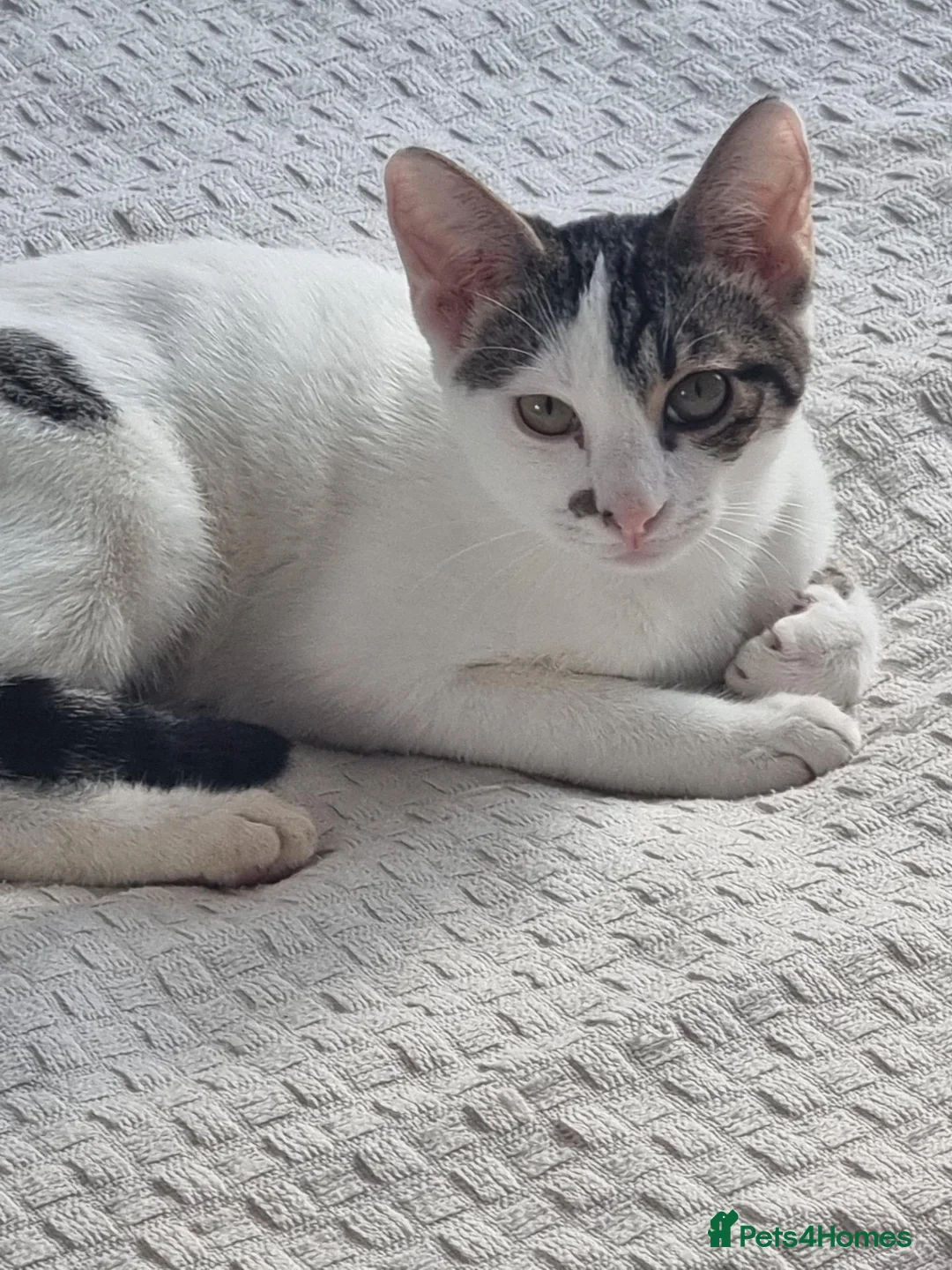 Oriental cats for sale: Oriental Shorthair Male and Female - Advert 8