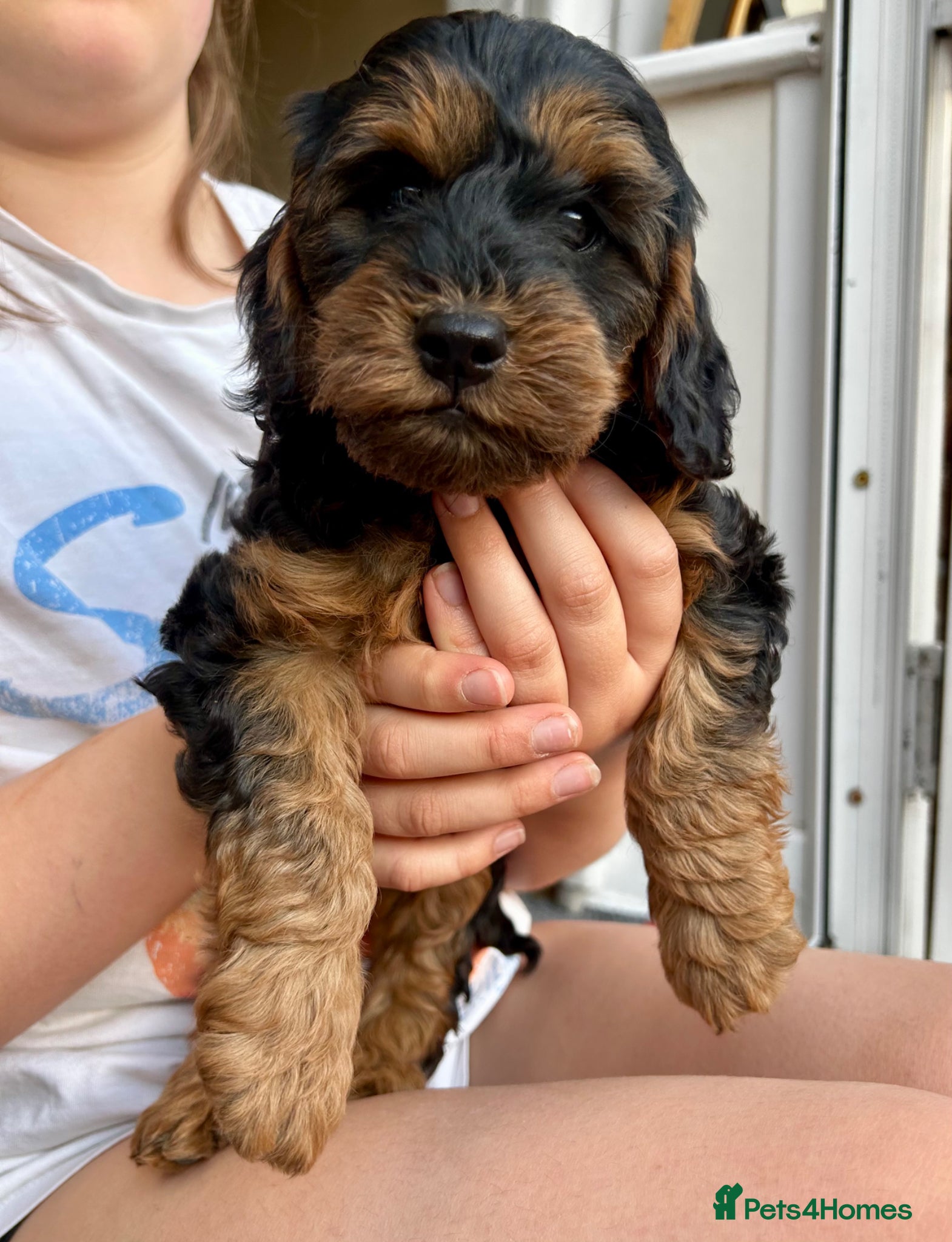 Cockapoo dogs RARE Agouti Sable Cockapoo Puppies - Advert 14