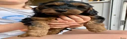 Cockapoo dogs for sale: RARE Agouti Sable Cockapoo Puppies - Advert 1