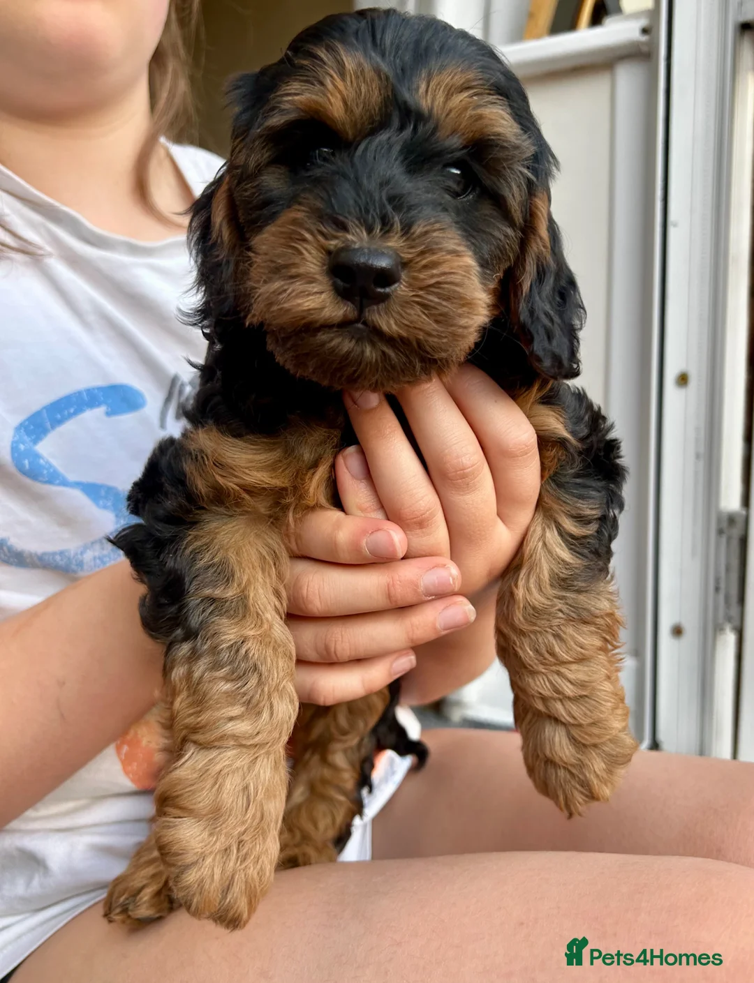 Cockapoo dogs for sale: RARE Agouti Sable Cockapoo Puppies - Advert 1