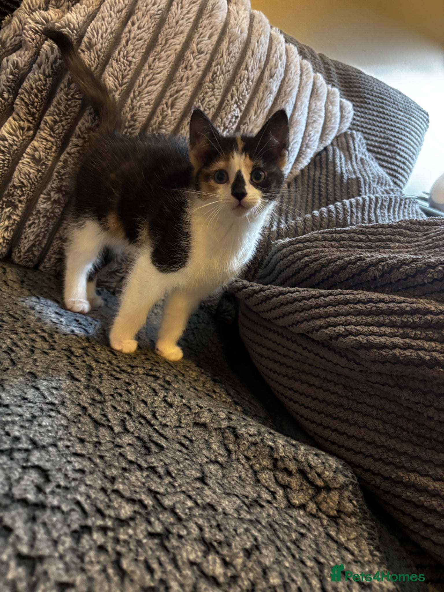 Mixed Breed cats 5 gorgeous kittens for sale  - Advert 10
