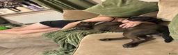 Staffordshire Bull Terrier dogs for sale: 10 month Staffy  - Advert 5