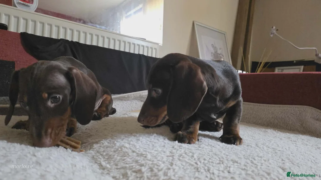 Miniature Dachshund dogs for sale: Miniature dashound  - Advert 6