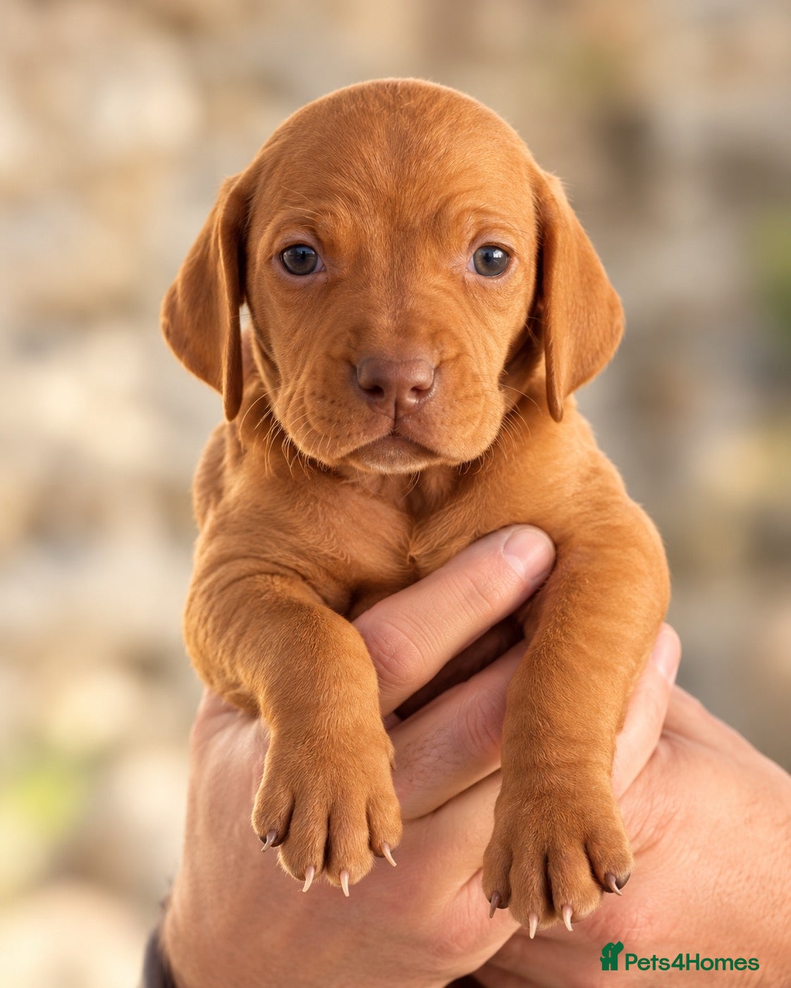 Hungarian Vizsla dogs 🐾 Beautiful Hungarian Vizsla Puppies For Sale 🐾 - Advert 3