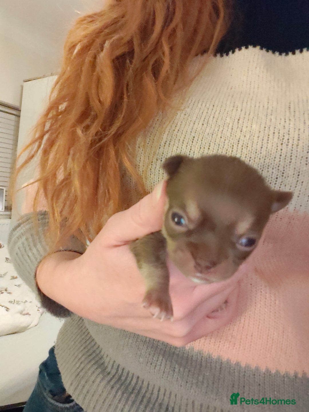 Chihuahua dogs for sale: 🪻 Beautiful Chihuahua Puppies 🪻 - Advert 11