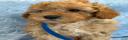 Toy Poodle dogs for sale: Beautiful health tested toy poodles  - Advert 32