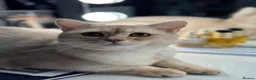 British Shorthair cats for sale:     Beautiful British Shorthair / Longhair Kittens - Advert 3