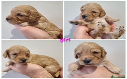 Cockapoo dogs for sale: F1 Cockapoos, Parti Roan. DNA HEALTH TESTED - Image 30