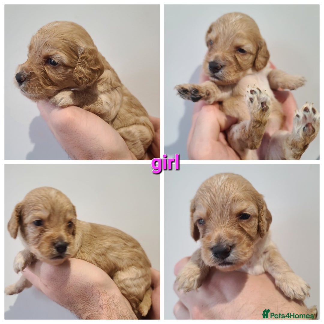 Cockapoo dogs for sale: F1 Cockapoos, Parti Roan. DNA HEALTH TESTED - Image 30