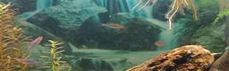 Danios fish for sale: 5X Emerald Dwarf Rasbora (Danio Erythromicron) £15 in Perth - Advert 7