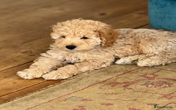 Cockapoo dogs for sale: Daisy Doodles & Marvels Pups in Spilsby - Image 12