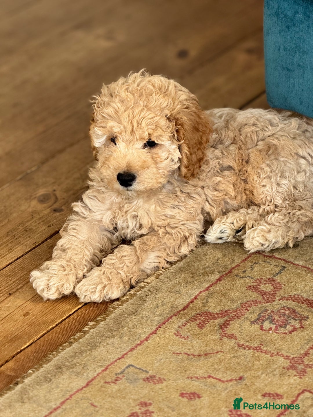 Cockapoo dogs for sale: Daisy Doodles & Marvels Pups in Spilsby - Image 12