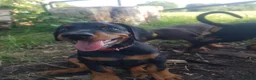 Dobermann dogs for sale: Adorable Doberman puppies  - Advert 26