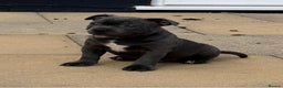 Staffordshire Bull Terrier dogs for stud: BILL - BLACK CHAMPION - BLUE GENE  - Advert 16