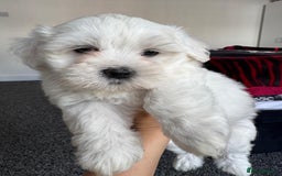 Bichon Frise dogs for sale: Four gorgeous boys and two wonderful girls - Image 1