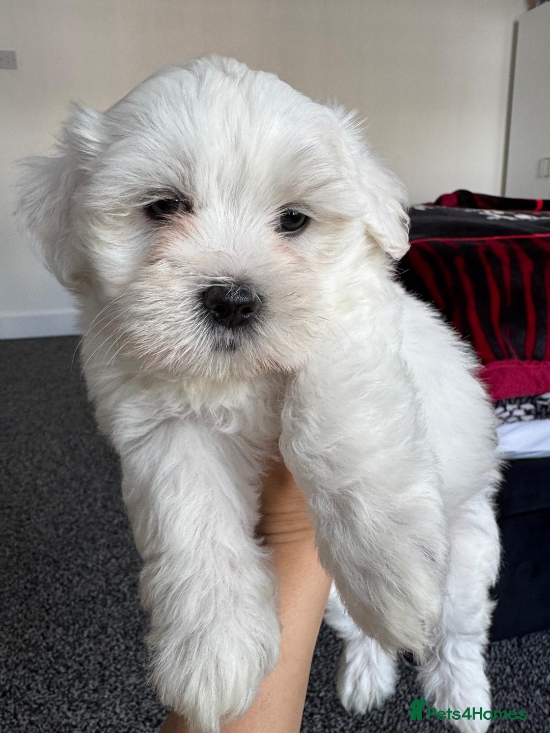 Bichon Frise dogs for sale: Four gorgeous boys and two wonderful girls - Image 1