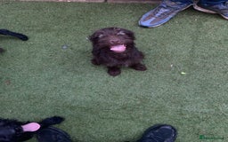 Labradoodle dogs for sale: Amazing quality for labradoodles, top quality!! in South Shields - Image 1