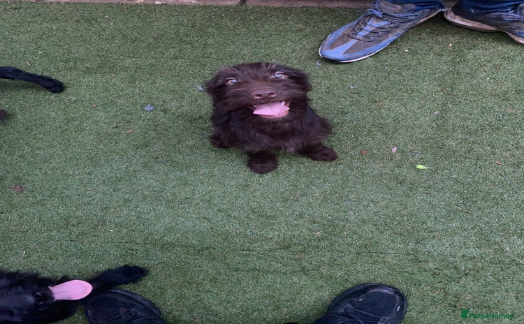 Labradoodle dogs in South Shields - Advert 3