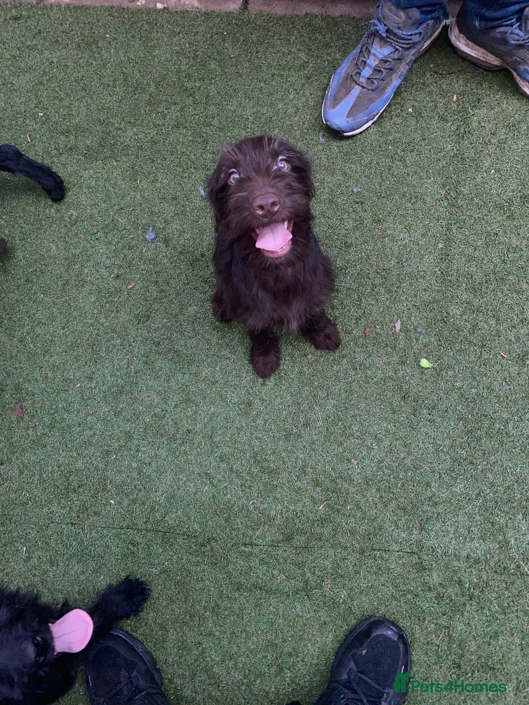 Labradoodle dogs for sale: Amazing quality for labradoodles, top quality!! in South Shields - Image 1