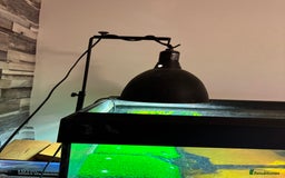 Turtle reptiles for sale: Mississippi Map Turtles - Image 6