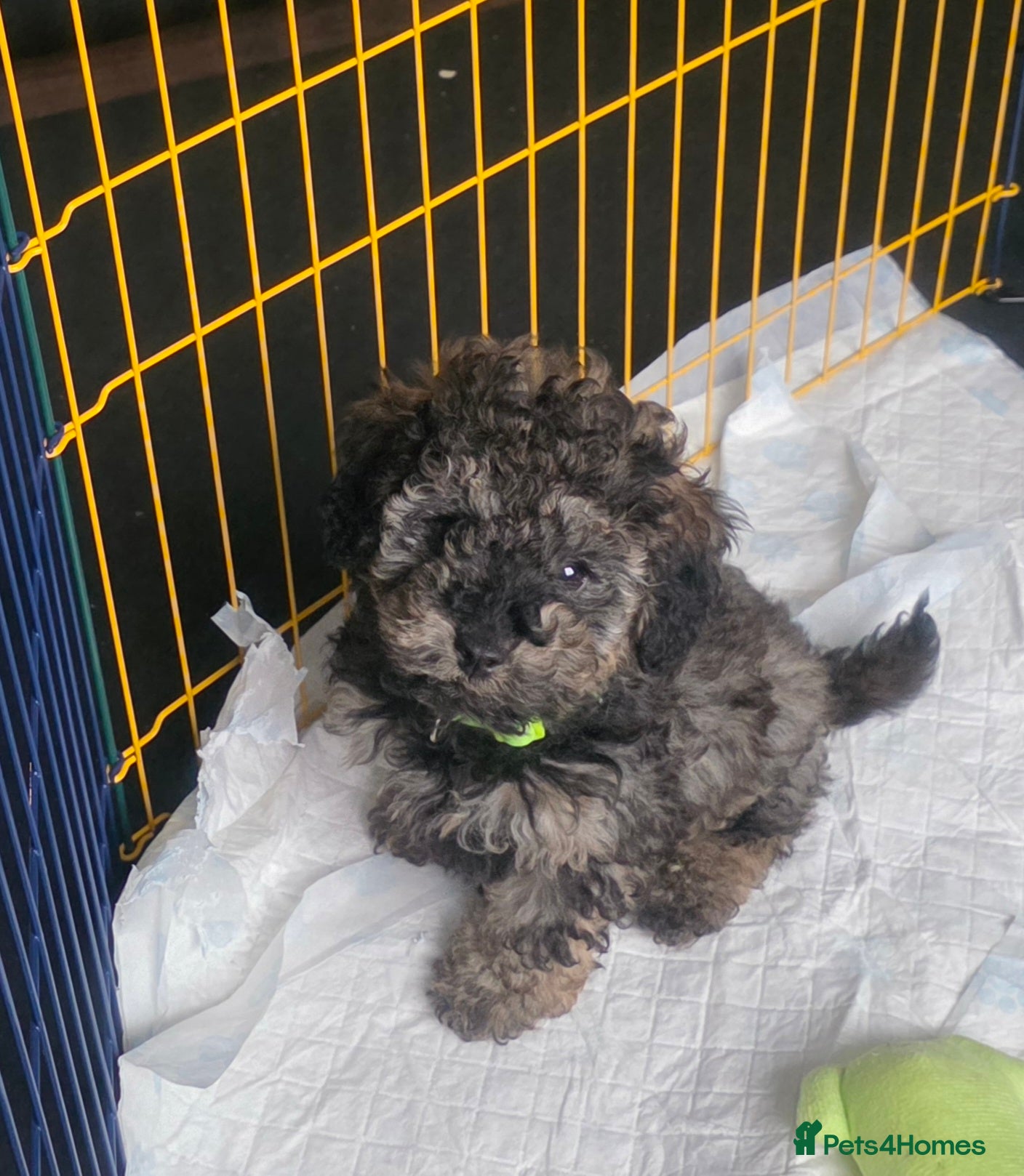 Doxiepoo dogs Beautiful toy poodle phantom rare colour 3/4 pups - Advert 1