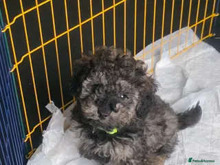 Doxiepoo dogs Beautiful toy poodle phantom rare colour 3/4 pups - Advert 1