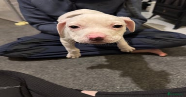 Staffordshire Bull Terrier dogs - Advert 13