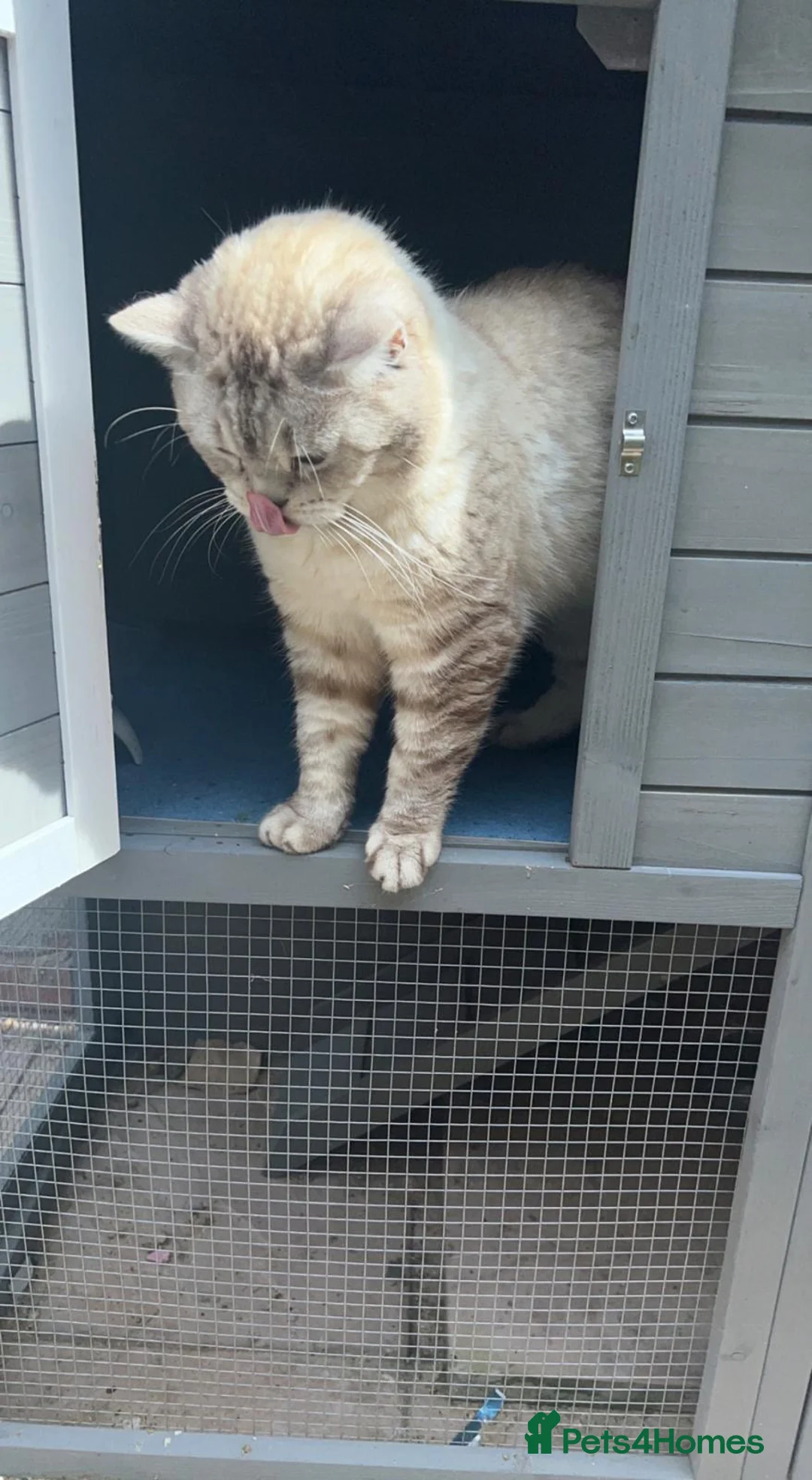 British Shorthair cats for sale: Beautiful Pair of British Shorthair Cats in Birmingham - Advert 2