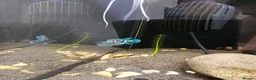 Cichlids fish for sale: Tropical Cichlids - Advert 12