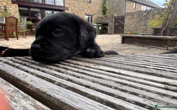 Labrador Retriever dogs for sale: Gorgeous Labrador Puppies - only 5 remaining!! - Image 24