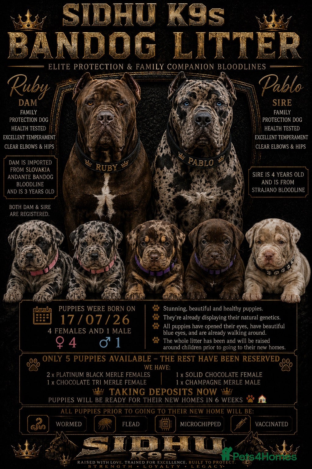 Mixed Breed dogs Andante Bandog x Strajano Cane Corso Puppies - Advert 1