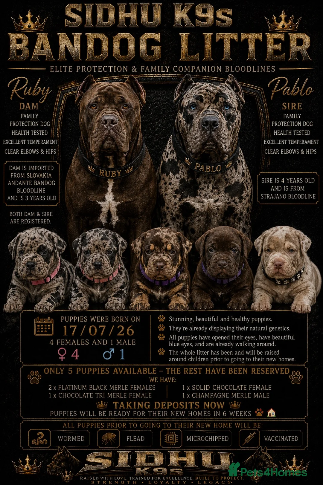 Mixed Breed dogs for sale: Andante Bandog x Strajano Cane Corso Puppies - Advert 1
