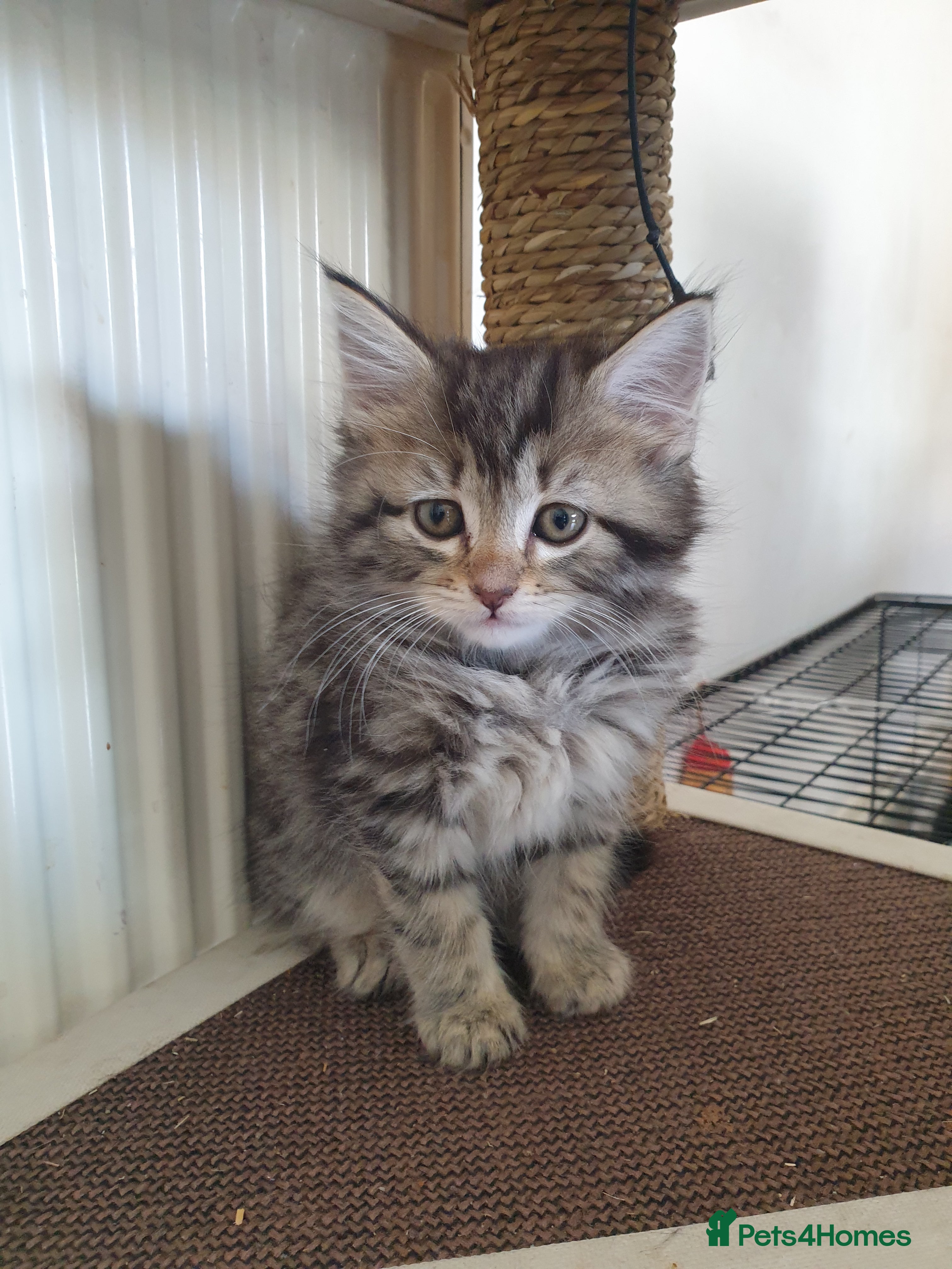 Mixed Breed cats Kittens for SALE - Advert 10