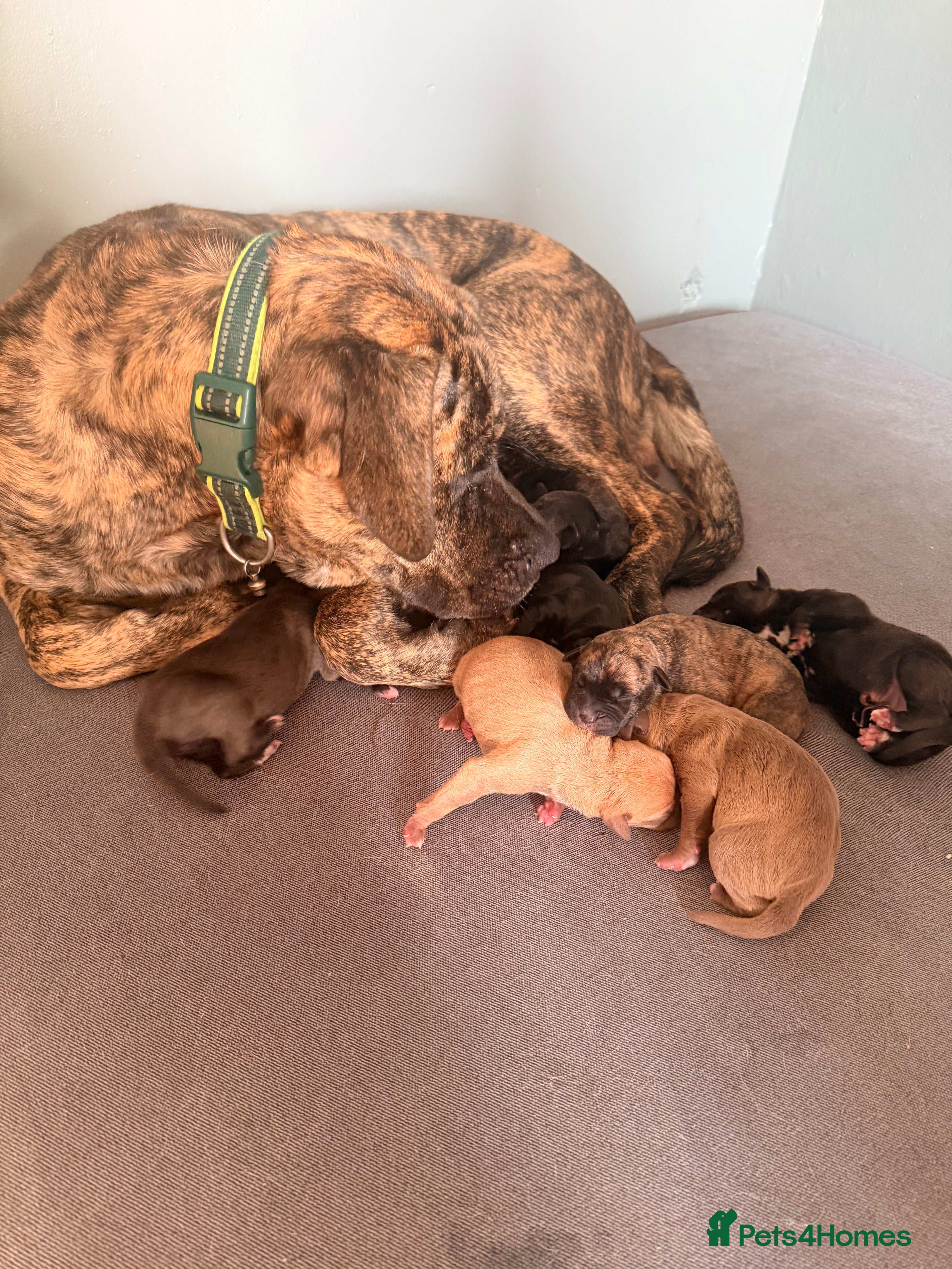 Presa Canario dogs Press canario pups  - Advert 4