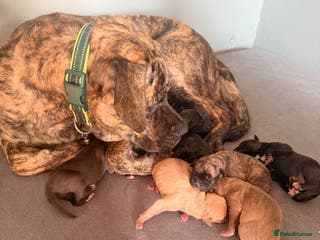 Presa Canario dogs Press canario pups - Advert 8