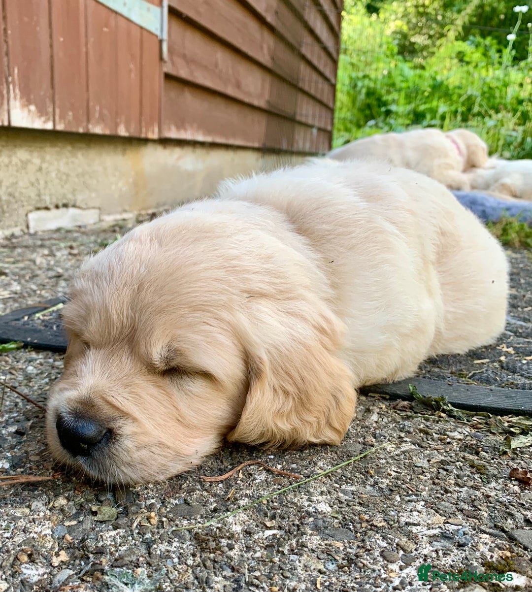 Golden Retriever dogs for sale: 1 BOY LEFT! Beautiful KC Golden Retriever Puppies! in Llanfyrnach - Image 24