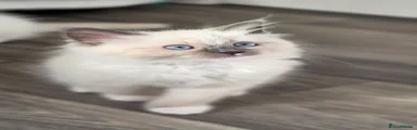 Ragdoll 1-Silver