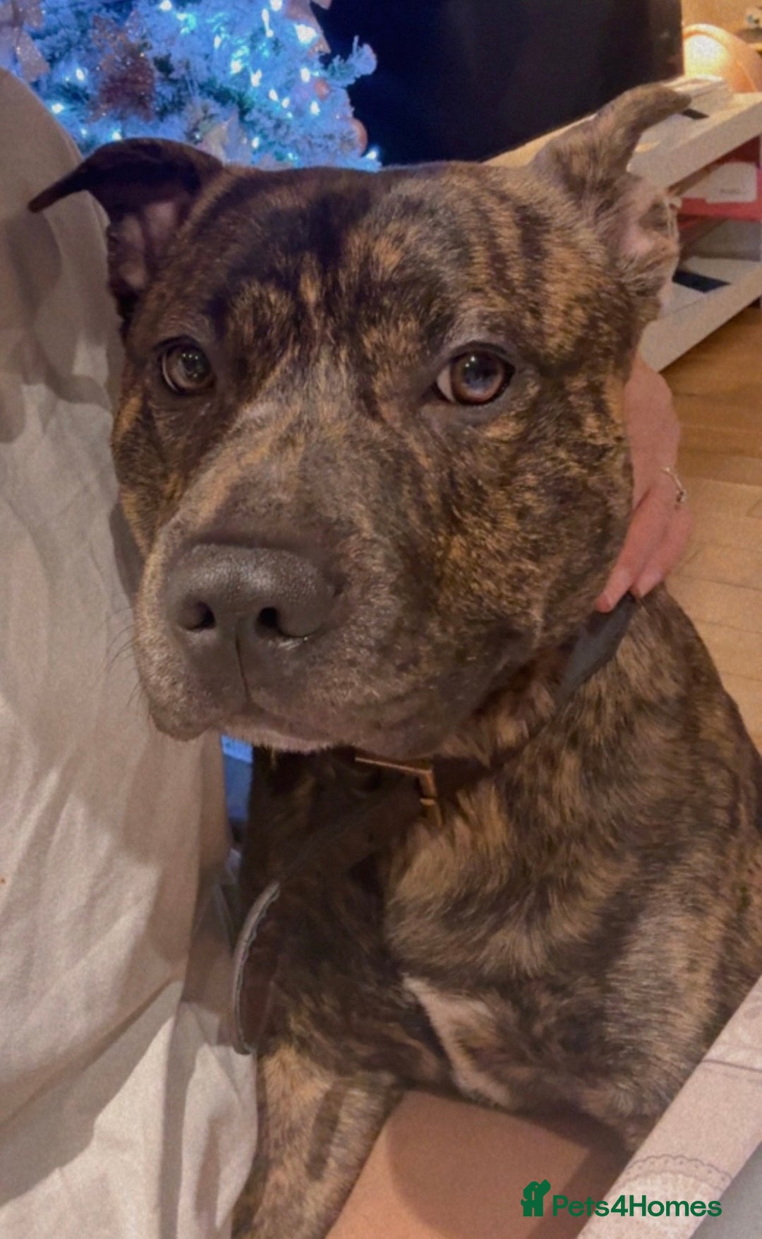 Mixed Breed dogs for sale: Dexter - American staffy x Staffy - Advert 1