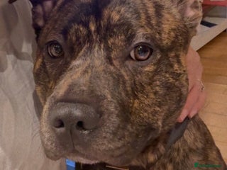 Mixed Breed dogs Dexter - American staffy x Staffy - Advert 1