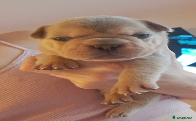 French Bulldog dogs - Advert 6