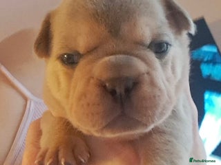 French Bulldog dogs - Advert 10