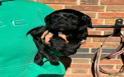 Cockapoo dogs for sale: Beautiful cockapoo puppys - Image 5