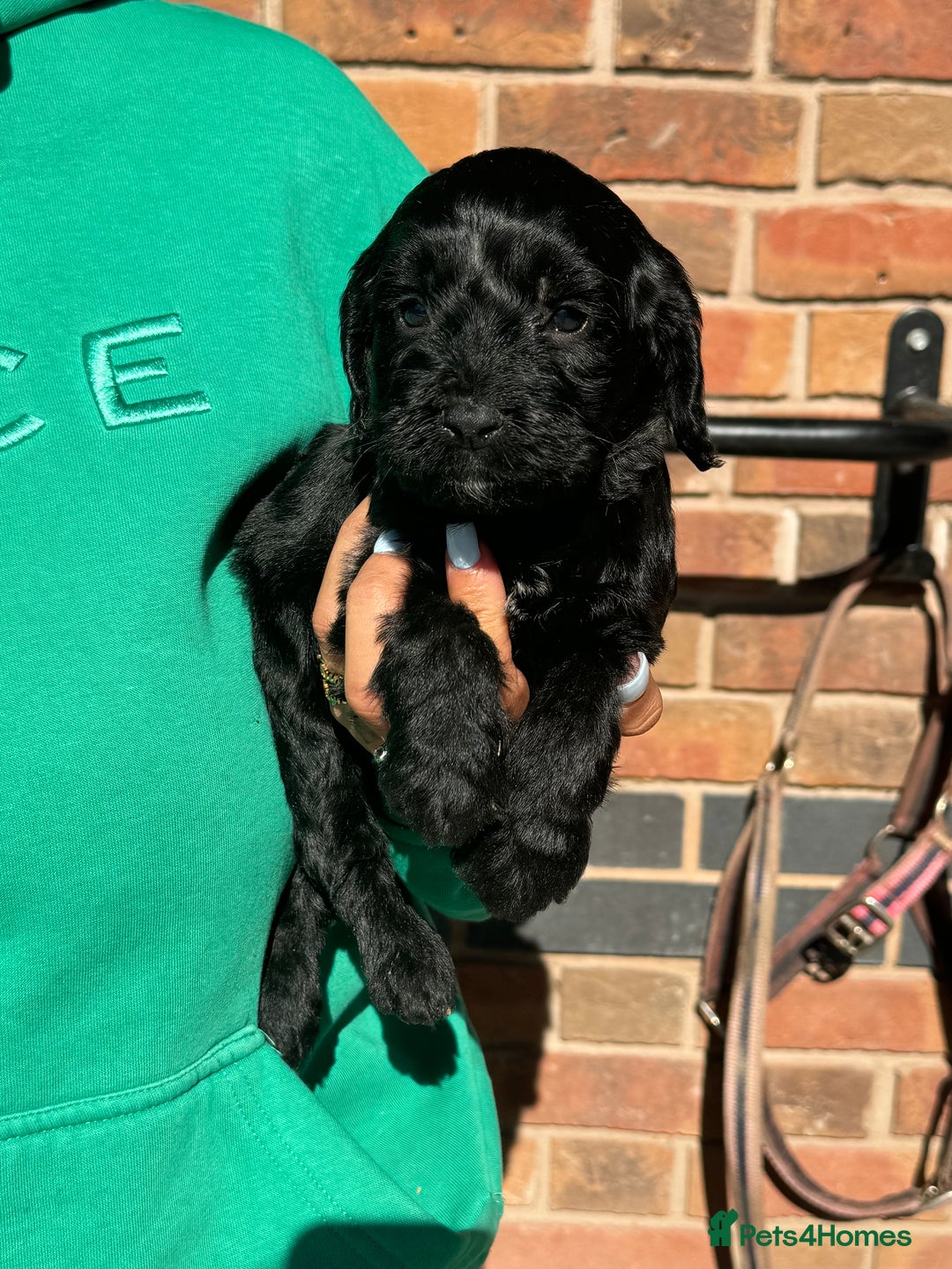 Cockapoo dogs for sale: Beautiful cockapoo puppys - Image 5