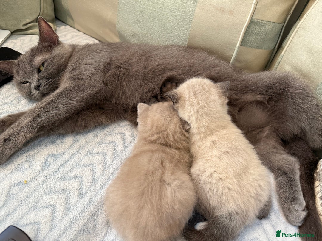 British Shorthair cats for sale: British shorthair kittens - Image 1