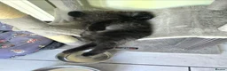 Maine Coon cats for sale: Male Black Maine Coon Kitten - Advert 5