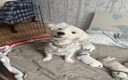 Poochon dogs for sale: Beautiful Poochon Puppies – Ready for Viewing - Image 21