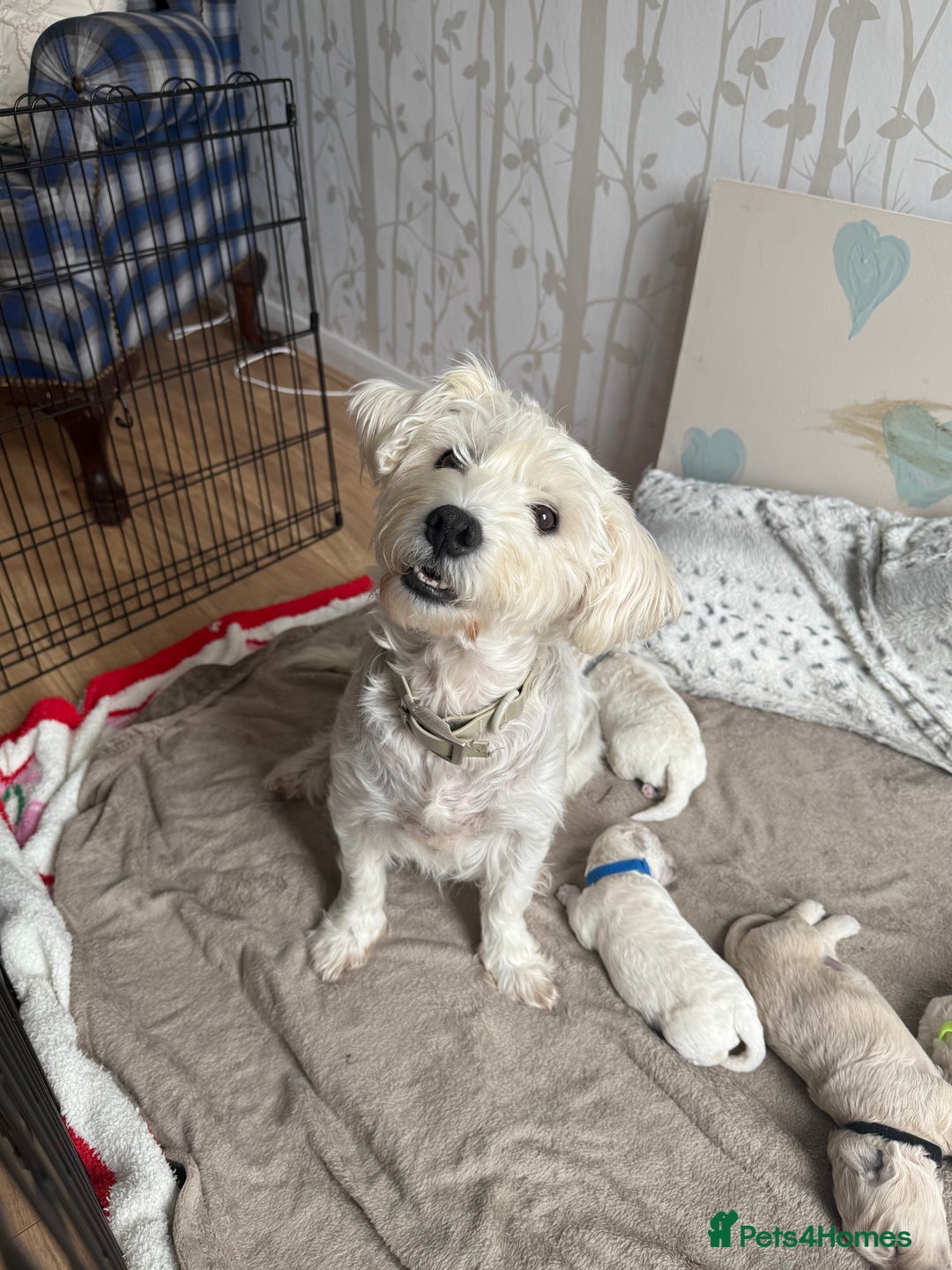 Poochon dogs for sale: Beautiful Poochon Puppies – Ready for Viewing - Image 21
