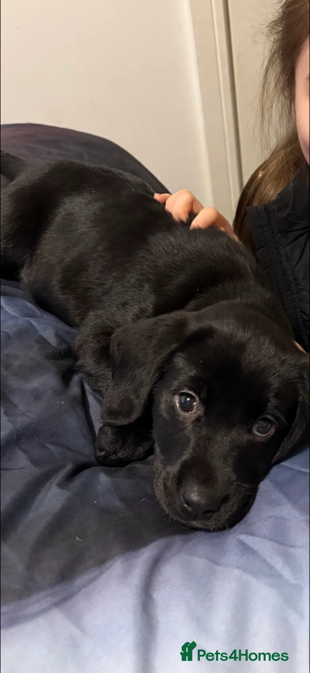 Cockerdor dogs for sale: Girl puppy  - Advert 3