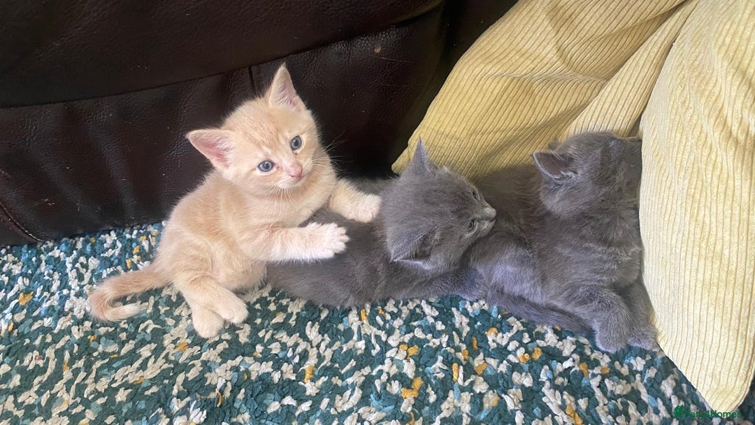 Mixed Breed cats for sale: 3 2 month old TORTIE x BRITISH SHORTHAIR KITTENS - Image 32