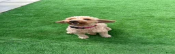 Cockapoo dogs for sale: Rosie - Cockapoo - Advert 4